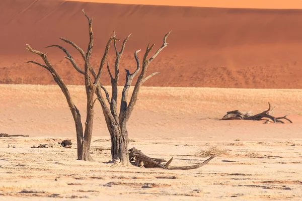 Deadvlei Poêle Argile Blanche Située Intérieur Parc Namib Naukluft Namibie — Photo