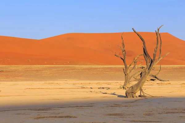 Deadvlei Fehér Agyag Serpenyő Található Namíbiai Namib Naukluft Parkban Halott — Stock Fotó