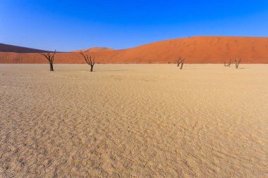 Deadvlei, Namibya 'daki Namib-Naukluft Parkı' nda bulunan beyaz kil tavası. Ölü akasya ağaçları. Arkaplanda renkli kum tepeleri.
