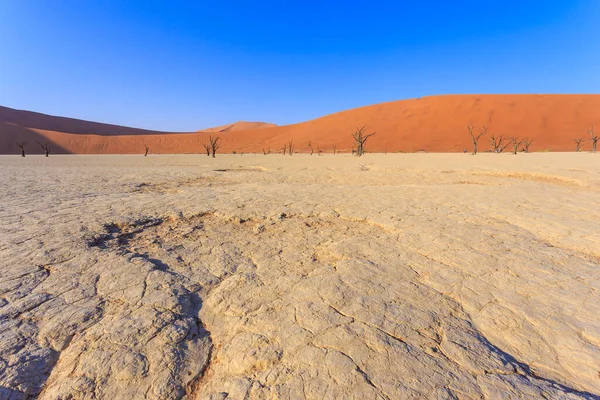 Deadvlei 白色粘土盘 位于纳米比亚纳米布诺克洛夫特公园内 死了的相思树后面是色彩斑斓的沙丘 — 图库照片