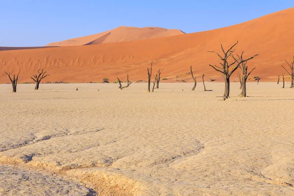 Deadvlei Witte Klei Pan Gelegen Het Namib Naukluft Park Namibië — Stockfoto