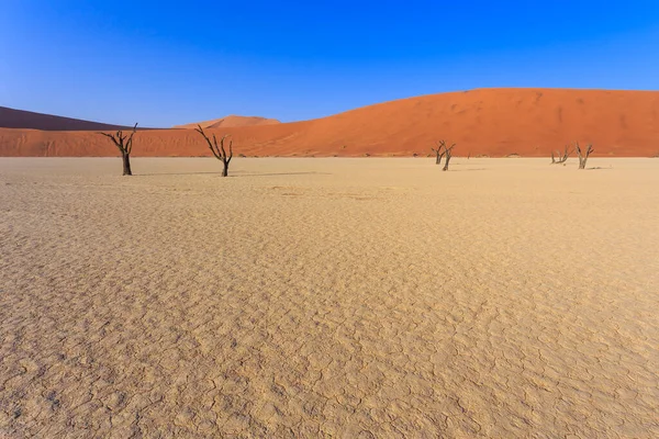 Deadvlei Weiße Tonpfanne Namib Naukluft Park Namibia Abgestorbene Akazien Bunte — Stockfoto