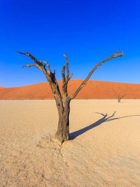 Deadvlei, Namibya 'daki Namib-Naukluft Parkı' nda bulunan beyaz kil tavası. Ölü akasya ağaçları. Arkaplanda renkli kum tepeleri.