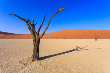 Deadvlei, Namibya 'daki Namib-Naukluft Parkı' nda bulunan beyaz kil tavası. Ölü akasya ağaçları. Arkaplanda renkli kum tepeleri.