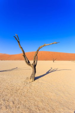 Deadvlei, Namibya 'daki Namib-Naukluft Parkı' nda bulunan beyaz kil tavası. Ölü akasya ağaçları. Arkaplanda renkli kum tepeleri.