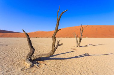 Deadvlei, Namibya 'daki Namib-Naukluft Parkı' nda bulunan beyaz kil tavası. Ölü akasya ağaçları. Arkaplanda renkli kum tepeleri.