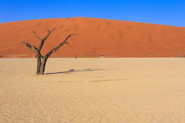 Deadvlei Panela Barro Branco Localizada Dentro Parque Namib Naukluft Namíbia — Fotografia de Stock