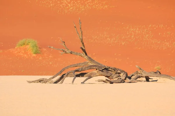 Deadvlei 白色粘土盘 位于纳米比亚纳米布诺克洛夫特公园内 死了的相思树后面是色彩斑斓的沙丘 — 图库照片