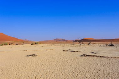 Deadvlei, Namibya 'daki Namib-Naukluft Parkı' nda bulunan beyaz kil tavası. Ölü akasya ağaçları. Arkaplanda renkli kum tepeleri.