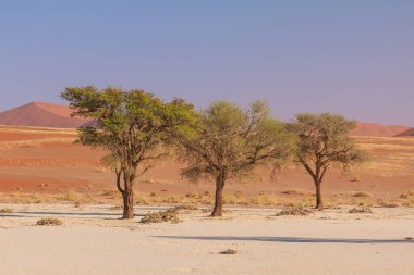 Deadvlei, Namibya 'daki Namib-Naukluft Parkı' nda bulunan beyaz kil tavası. Canlı, yeşil akasya ağaçları. Arkaplanda renkli kum tepeleri.