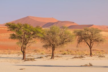 Deadvlei, Namibya 'daki Namib-Naukluft Parkı' nda bulunan beyaz kil tavası. Canlı, yeşil akasya ağaçları. Arkaplanda renkli kum tepeleri.