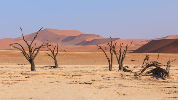 Deadvlei White Clay Pan Located Namib Naukluft Park Namibia Dead — Stock Photo, Image