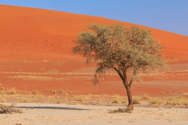 Deadvlei Biały Gliniany Patelnia Znajduje Się Wewnątrz Namib Naukluft Park — Zdjęcie stockowe