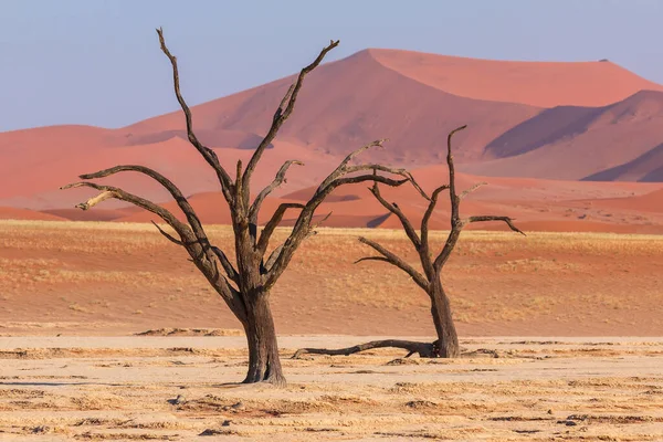 Deadvlei Weiße Tonpfanne Namib Naukluft Park Namibia Abgestorbene Akazien Bunte — Stockfoto
