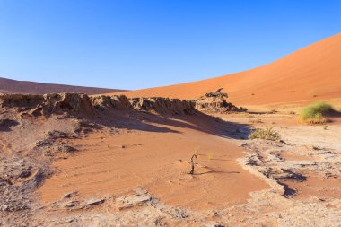 Deadvlei, Namibya 'daki Namib-Naukluft Parkı' nda bulunan beyaz kil tavası. Ölü akasya ağaçları. Arkaplanda renkli kum tepeleri.