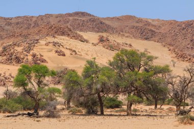 Kum tepesinden Sossusvlei 'nin tuz tepesine inanılmaz bir manzara. Namib Naukluft Ulusal Parkı. Sossusvlei 'deki kum tepeleri. Gün doğumu. Namibya. Afrika.