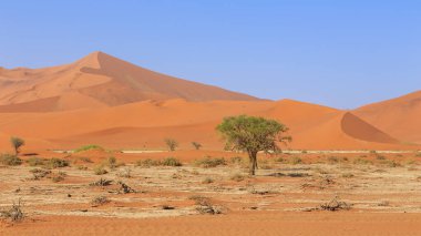 Kum tepesinden Sossusvlei 'nin tuz tepesine inanılmaz bir manzara. Namib Naukluft Ulusal Parkı. Sossusvlei 'deki kum tepeleri. Gün doğumu. Namibya. Afrika.