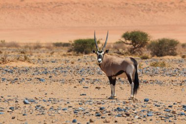 Antilop, Namibya 'nın Namib-Naukluft Ulusal Parkı' ndaki Namib Çölü 'nün güney kısmında büyük bir antilop. Arkaplanda kum.