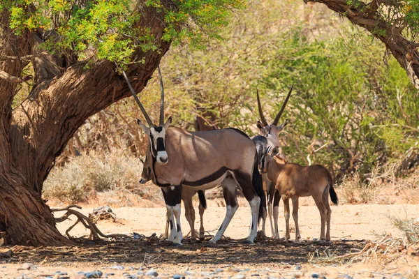 Oryx Large Antelope Southern Part Namib Desert Namib Naukluft National — Stock Photo, Image