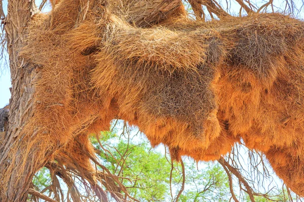 stock image Communal nest of sociable weavers ,Philetairus socius, African vegetation around. Sossusvlei, Namibia, South Africa.