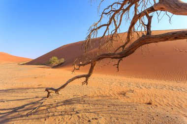 Meşhur kum tepesi 45. Namib Çölü 'nün güneyindeki Namib-Naukluft Ulusal Parkı' nda. Önündeki ağaç.