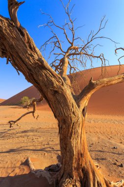 Meşhur kum tepesi 45. Namib Çölü 'nün güneyindeki Namib-Naukluft Ulusal Parkı' nda. Önündeki ağaç.
