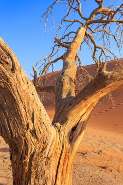 Meşhur kum tepesi 45. Namib Çölü 'nün güneyindeki Namib-Naukluft Ulusal Parkı' nda. Önündeki ağaç.