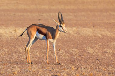 Springbok, Namibya 'nın Namib-Naukluft Ulusal Parkı' ndaki Namib Çölü 'nün güney kısmında orta büyüklükte bir antilop. Arkaplanda kum.