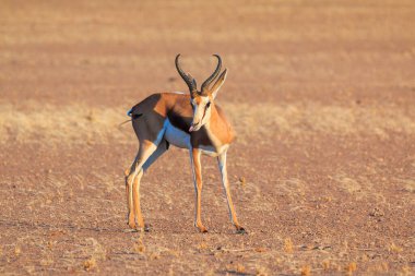Springbok, Namibya 'nın Namib-Naukluft Ulusal Parkı' ndaki Namib Çölü 'nün güney kısmında orta büyüklükte bir antilop. Arkaplanda kum.