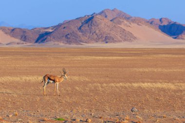 Springbok, Namibya 'nın Namib-Naukluft Ulusal Parkı' ndaki Namib Çölü 'nün güney kısmında orta büyüklükte bir antilop. Arkaplanda kum.