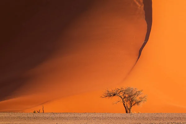 位于纳米比亚纳米布 瑙克罗夫特国家公园纳米布沙漠南部的沙丘 美丽的日落前面的树 — 图库照片