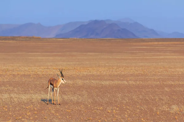 Springbok Antílope Tamaño Mediano Parte Sur Del Desierto Namib Parque — Foto de Stock