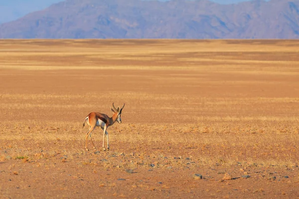 ナミビアのナミブ ノークルフト国立公園のナミブ砂漠南部にある中型カモシカ 背景の砂丘 — ストック写真