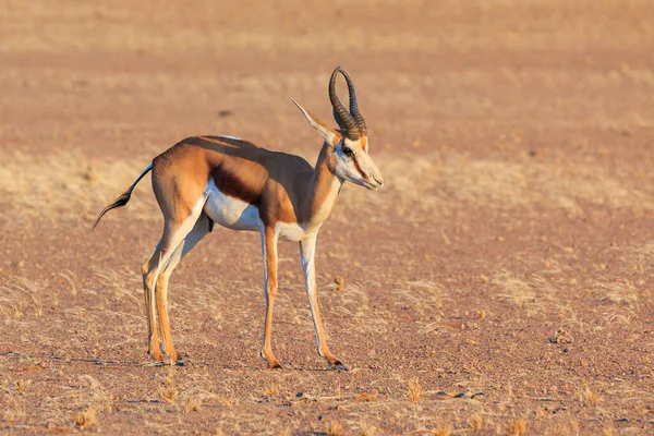 Springbok是纳米比亚纳米布 瑙克罗夫特国家公园纳米布沙漠南部的一种中型羚羊 背景中的沙丘 — 图库照片