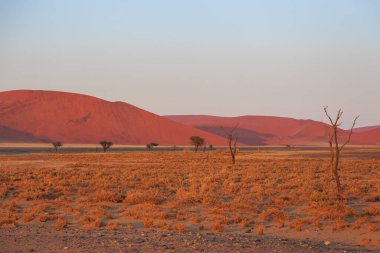 Namib-Naukluft Ulusal Parkı 'ndaki Namib Çölü' nün güney kesimindeki kum tepeleri. Güzel gün doğumu.