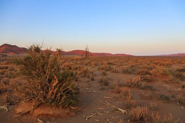 Namib-Naukluft Ulusal Parkı 'ndaki Namib Çölü' nün güney kesimindeki kum tepeleri. Güzel gün doğumu.