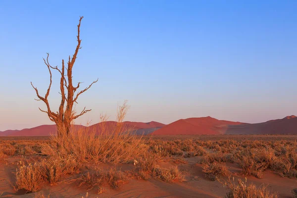 Duny Jižní Části Namibské Pouště Národním Parku Namibie Namib Naukluft — Stock fotografie