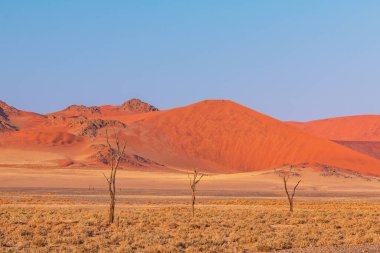 Namib-Naukluft Ulusal Parkı 'ndaki Namib Çölü' nün güney kesimindeki kum tepeleri. Güzel gün doğumu. Afrika bitkileri.