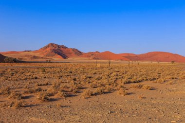 Namib-Naukluft Ulusal Parkı 'ndaki Namib Çölü' nün güney kesimindeki kum tepeleri. Güzel gün doğumu. Afrika bitkileri.