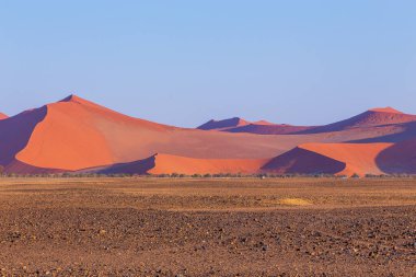 Namib-Naukluft Ulusal Parkı 'ndaki Namib Çölü' nün güney kesimindeki kum tepeleri. Güzel gün doğumu. Afrika bitkileri.