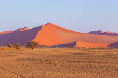 Namib-Naukluft Ulusal Parkı 'ndaki Namib Çölü' nün güney kesimindeki kum tepeleri. Güzel gün doğumu. Afrika bitkileri.