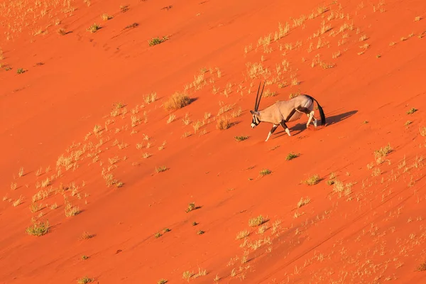 Oryx Grote Antilope Duinhelling Namibische Woestijn Het Nationaal Park Namib — Stockfoto