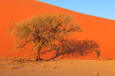 Namib-Naukluft Ulusal Parkı 'ndaki Namib Çölü' nün güney kesimindeki kum tepeleri. Güzel gün doğumu. Afrika bitkileri.