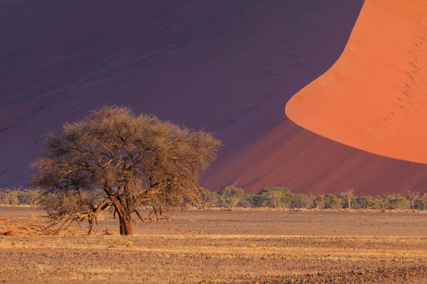 Θίνες Στο Νότιο Τμήμα Της Ερήμου Namib Στο Εθνικό Πάρκο — Φωτογραφία Αρχείου