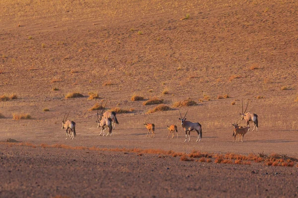 Oryx Velká Antilopa Úbočí Duny Namibské Poušti Národním Parku Namibie — Stock fotografie