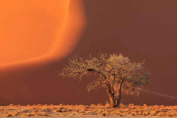 位于纳米比亚纳米布 瑙克罗夫特国家公园纳米布沙漠南部的沙丘 美丽的日出非洲植被 — 图库照片