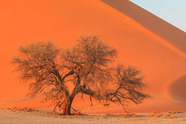 Дюны Южной Части Пустыни Намиб Национальном Парке Намиб Науклуфт Намибии — стоковое фото
