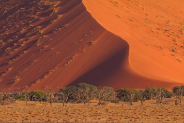 Namib-Naukluft Ulusal Parkı 'ndaki Namib Çölü' nün güney kesimindeki kum tepeleri. Güzel gün doğumu. Afrika bitkileri.