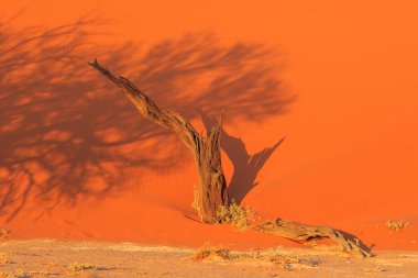 Namib-Naukluft Ulusal Parkı 'ndaki Namib Çölü' nün güney kesimindeki kum tepeleri. Güzel gün doğumu. Afrika bitkileri.