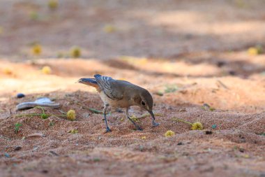 Sosyalleşen dokumacı, dokumacı ailesinde Güney Afrika 'ya özgü bir kuş türüdür. Sossusvlei, Namibya.